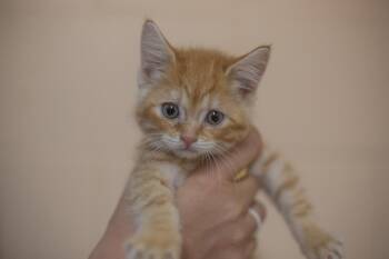 Jasper -  Domestic Medium Hair and Tabby Cat for Adoption in Mountain Home, Arkansas - Jasper | PetCurious