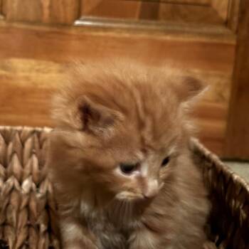 Domestic Long Hair Cats Available for Adoption in Overland Park, Kansas - Leo | PetCurious