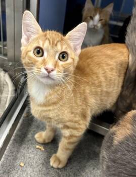 TOKYO -  Domestic Short Hair Cat for Adoption in Kalamazoo, Michigan - TOKYO | PetCurious