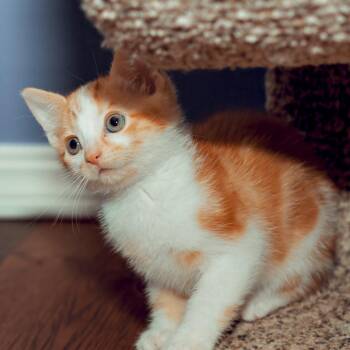 Domestic Short Hair Cats Available for Adoption in Wichita, Kansas - Bubble | PetCurious