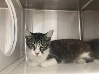 EVERDEEN -  Domestic Short Hair Cat for Adoption in Tustin, California - EVERDEEN | PetCurious