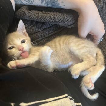 Fili (bonded with Kili) -  Domestic Short Hair Cat for Adoption in Beaverton, Oregon - Fili (bonded With Kili) | PetCurious