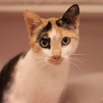 Sandy Cheeks -  Domestic Short Hair Cat for Adoption in Philadelphia, Pennsylvania - Sandy Cheeks | PetCurious
