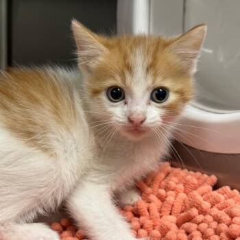 Solo -  Domestic Medium Hair and Domestic Short Hair Cat for Adoption in League City, Texas - Solo | PetCurious