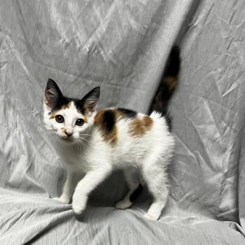 Sage -  Domestic Short Hair Cat for Adoption in Raleigh, North Carolina - Sage | PetCurious