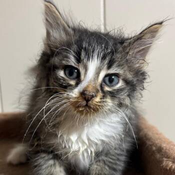 Crouton -  Domestic Short Hair Cat for Adoption in Dekalb, Illinois - Crouton | PetCurious