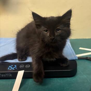 Delphine -  Domestic Short Hair Cat for Adoption in Pasadena, California - Delphine | PetCurious