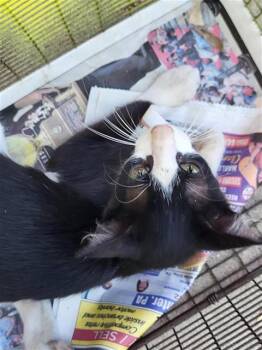 PIGEON -  Domestic Short Hair Cat for Adoption in San Antonio, Texas - PIGEON | PetCurious