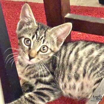 Ursula -  Domestic Short Hair Cat for Adoption in Washington, District Of Columbia - Ursula | PetCurious