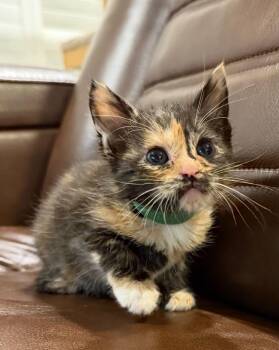 Kailani -  Domestic Short Hair Cat for Adoption in Lincoln, California - Kailani | PetCurious