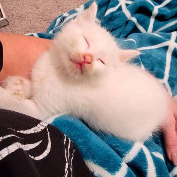 Domestic Short Hair Cats Available for Adoption - Kool Aid 1 | PetCurious