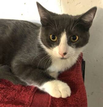 Rescue Domestic Short Hair Cats for Adoption in Port Orange, Florida - Gilbert (sweet Boy) Ormond | PetCurious