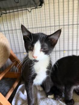 Mason -  Domestic Short Hair Cat for Adoption in Cloquet, Minnesota - Mason | PetCurious