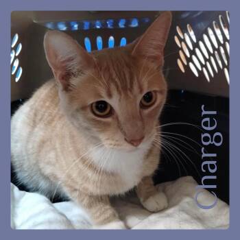 Tabby Cats Available for Adoption in Lawton, Oklahoma - CHARGER | PetCurious