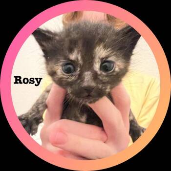Rescue Domestic Short Hair Cats for Adoption in Morgan Hill, California - Rosy | PetCurious