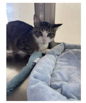 Kip -  Domestic Short Hair Cat for Adoption in Minneapolis, Minnesota - Kip | PetCurious