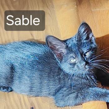 Sable -  Domestic Short Hair Cat for Adoption in Rochester, Minnesota - Sable | PetCurious