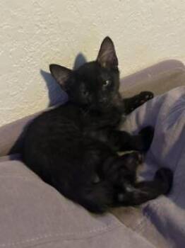 Jackson -  Manx and Domestic Short Hair Cat for Adoption in Ruskin, Florida - Jackson | PetCurious