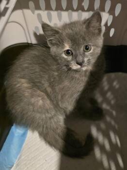 Domestic Short Hair Cats Available for Adoption in Metamora, Illinois - Breeze | PetCurious