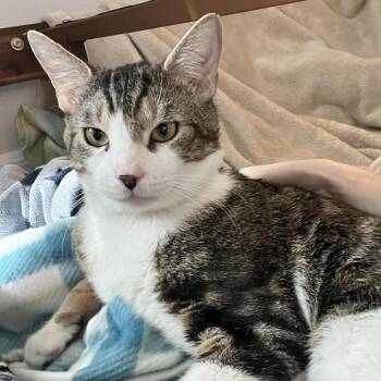 Blake -  Domestic Short Hair Cat for Adoption in Titusville, Florida - Blake | PetCurious