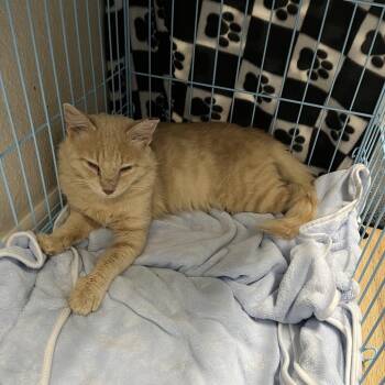 Bushy Tail -  Domestic Medium Hair Cat for Adoption in Kingman, Arizona - Bushy Tail | PetCurious