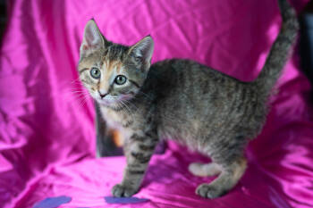 Rescue Domestic Short Hair Cats for Adoption in Martensdale, Iowa - Dorothea | PetCurious