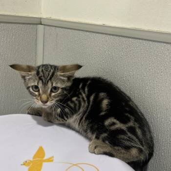 Shelia -  Domestic Short Hair Cat for Adoption in Tampa, Florida - Shelia | PetCurious