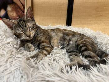 Missy -  Domestic Short Hair Cat for Adoption in Tustin, California - Missy | PetCurious