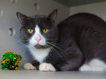 Rescue Domestic Short Hair Cats for Adoption in Randolph, Massachusetts - Awesome Allan | PetCurious