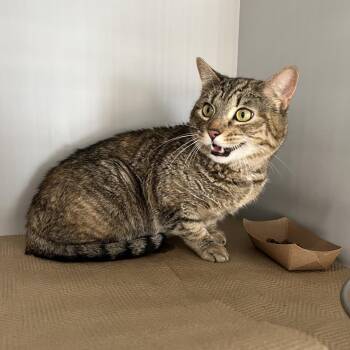 Rescue Domestic Short Hair Cats for Adoption - Goosie | PetCurious