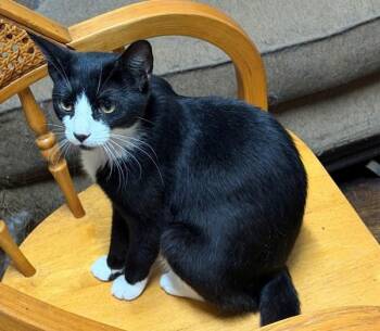 Casserole -  Domestic Short Hair Cat for Adoption - Casserole | PetCurious