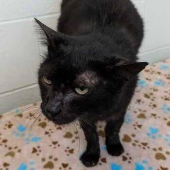 Eugene -  Domestic Short Hair Cat for Adoption in Dayton, Ohio - Eugene | PetCurious