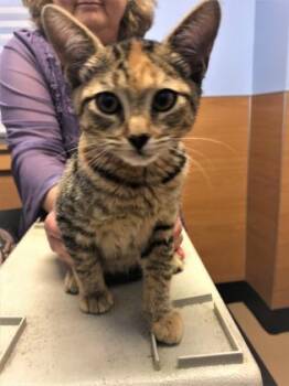 Scarlet -  Domestic Short Hair Cat for Adoption in Chamblee, Georgia - Scarlet | PetCurious