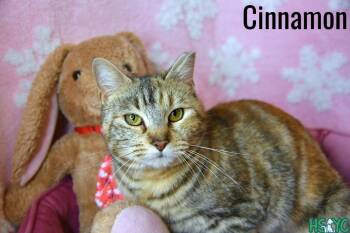 Domestic Short Hair Cats Available for Adoption in Fort Mill, South Carolina - Cinnamon | PetCurious
