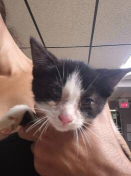 Velma -  Domestic Short Hair Cat for Adoption in Cincinnati, Ohio - Velma | PetCurious
