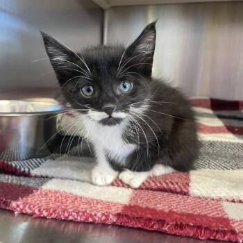 Moose -  Domestic Short Hair Cat for Adoption in Madisonville, Tennessee - Moose | PetCurious