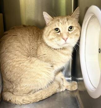 Clay -  Domestic Short Hair Cat for Adoption in Sioux City, Iowa - Clay | PetCurious