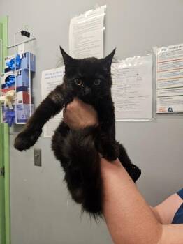 Flo -  Domestic Medium Hair Cat for Adoption in Bloomington, Indiana - Flo | PetCurious