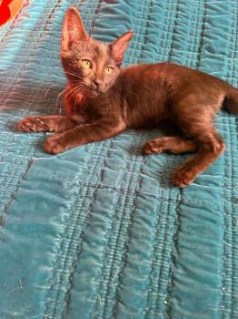 Jet Black -  Domestic Short Hair Cat for Adoption in Chandler, Arizona - Jet Black | PetCurious