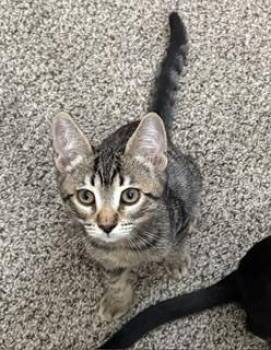 Vinni -  Tabby Cat for Adoption in Fresno, California - Vinni | PetCurious