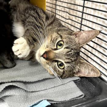 Domestic Medium Hair Cats Available for Adoption in Long Beach, California - Beemer | PetCurious