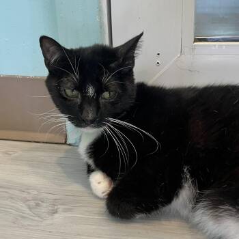 Rescue Domestic Short Hair Cats for Adoption in Aiea, Hawaii - Kuro | PetCurious