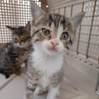 Rescue Domestic Short Hair Cats for Adoption in Webster, Texas - Curious Georgia | PetCurious