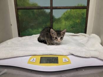 GLAMEOW -  Domestic Short Hair Cat for Adoption in Houston, Texas - GLAMEOW | PetCurious