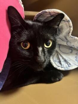 Rescue Domestic Short Hair Cats for Adoption in Savannah, Georgia - Tokyo | PetCurious