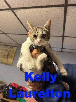 Rescue Domestic Short Hair Cats for Adoption in Westbury, New York - Kelly Laurelton | PetCurious