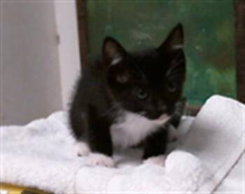 FABLE -  Domestic Short Hair Cat for Adoption in Houston, Texas - FABLE | PetCurious