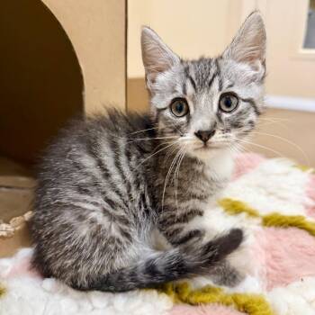 Toad -  Domestic Short Hair Cat Available for Adoption in Agoura Hills, California - Toad | PetCurious