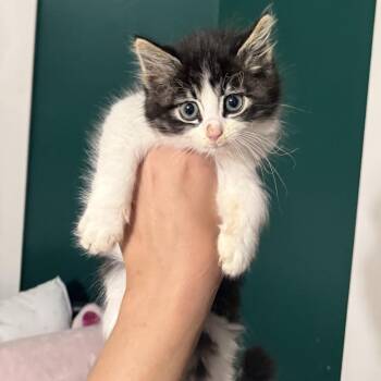 Hairball -  Domestic Long Hair Cat for Adoption in Granville, Ohio - Hairball | PetCurious