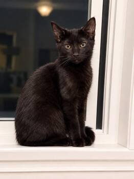 Nashville -  Domestic Medium Hair Cat for Adoption in Millcreek, Utah - Nashville | PetCurious